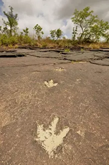 Trace Prints: Fossilized footprints of a Tyrannosaurus rex near the village of Mananga