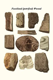 Prehistoric Prints: Fossilized (petrified) Wood