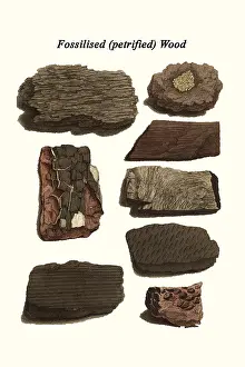 Prehistoric Prints: Fossilized (petrified) Wood