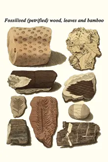 Bamboo Prints: Fossilized (petrified) wood, leaves and bamboo