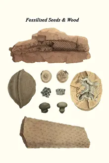 Prehistoric Prints: Fossilized Seeds & Wood