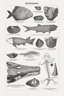 Images Dated 16th April 2018: Fossils of the Dyas formation (Permian formation), published in 1897