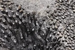Limestone Prints: Fossils in limestone, Burren National Park, County Clare, Ireland, Europe