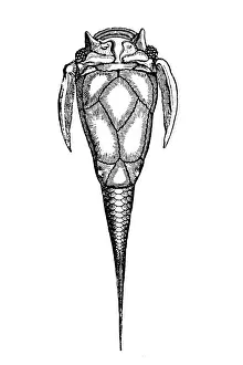 Fossils from the Paleozoic Era, Asterolepis (Pterichthys) cornuta (fish)
