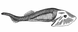 Images Dated 31st January 2018: Fossils from the Paleozoic Era, Eucephalaspis Lyelli (fish)