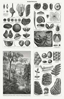 Images Dated 22nd February 2019: Fossils and plants from the Carboniferous period, woodcuts, published 1897