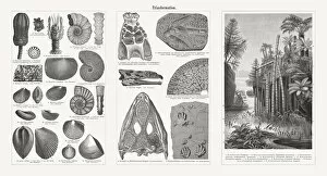 Palm Tree Gallery: Fossils and plants from the Triassic period, woodcuts, published 1897