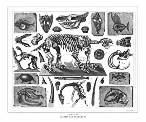Fossils and Skeletons Engraving Antique Illustration, Published 1851