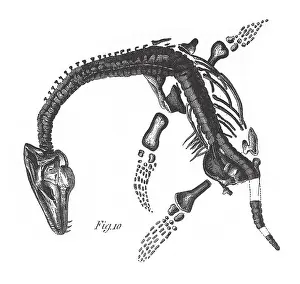 Fossils of the Tertiary Period, Fossils and Skeletons Engraving Antique Illustration, Published 1851