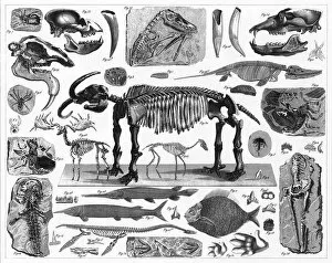 Images Dated 1st June 2015: Fossils, Tracks and Skeletons Engraving