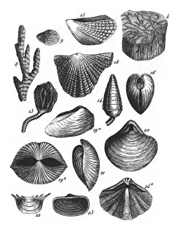 Fossils of the Transition Slate, Fossils and Representation of Animals of the Lias