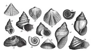 Fossils of the Transition Slate, Fossils and Representation of Animals of the Lias