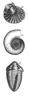 Antique Engravings Of Sea Seashells And Fossil Prints: Fossils of the Transition Slate, Fossils and Representation of Animals of the Lias