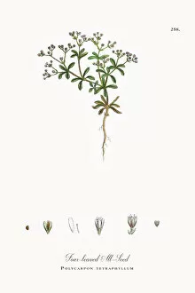 Images Dated 5th October 2017: Four-leaved All-Seed, Polycarpon tetraphyllum, Victorian Botanical Illustration, 1863