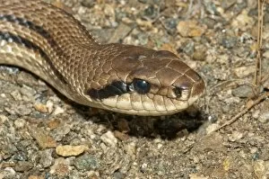 Images Dated 23rd May 2013: Four-lined Snake -Elaphe quatorlineata-, Lake Kerkini area, Central Macedonia, Greece