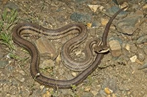 Images Dated 23rd May 2013: Four-lined Snake -Elaphe quatorlineata- basking in the sun, Kerkini-Seegebiet, Central Macedonia