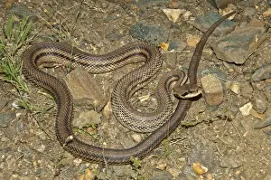 Colubrid Prints: Four-lined Snake -Elaphe quatorlineata- basking in the sun