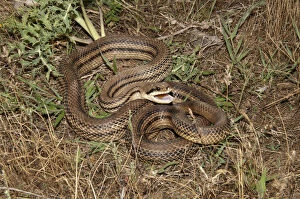 Images Dated 23rd May 2013: Four-lined Snake -Elaphe quatorlineata- in a defensive position, Lake Kerkini area