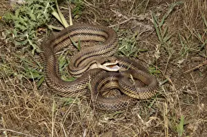 Threat Prints: Four-lined Snake -Elaphe quatorlineata- in a defensive position