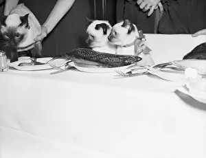 Kitten Prints: Two Four-Month-Old Kittens