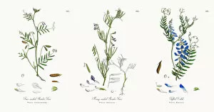 Images Dated 12th December 2017: Four-seeded Slender Tare, Vicia tetrasperma, Victorian Botanical Illustration, 1863