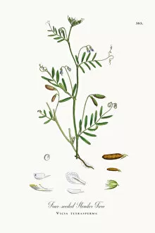Images Dated 19th October 2017: Four-seeded Slender Tare, Vicia tetrasperma, Victorian Botanical Illustration, 1863
