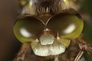 Odonate Gallery: Four-spotted Chaser or Four-spotted Skimmer (Libellula quadrimaculata) drying, macro