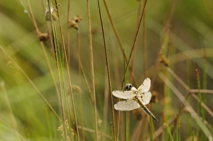 Images Dated 12th June 2011: Four-spotted Chaser -Libellula quadrimaculata- covered with dew, North Rhine-Westphalia, Germany