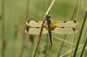 Images Dated 12th June 2011: Four-spotted Chaser -Libellula quadrimaculata- covered with dew, North Rhine-Westphalia, Germany