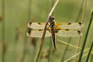 Grass Blade Prints: Four-spotted Chaser -Libellula quadrimaculata- covered with dew