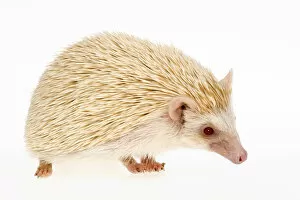 Images Dated 11th April 2009: Four-toed Hedgehog or African Pygmy Hedgehog -Atelerix albiventris-, albino