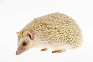 Spiked Gallery: Four-toed Hedgehog or African Pygmy Hedgehog -Atelerix albiventris-, albino