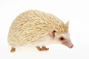 Red Eyes Prints: Four-toed Hedgehog or African Pygmy Hedgehog -Atelerix albiventris-, albino
