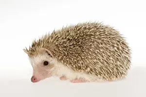 Hedgehog Prints: Four-toed Hedgehog or African Pygmy Hedgehog -Atelerix albiventris-