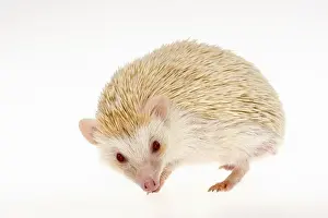 Red Eyes Prints: Four-toed Hedgehog or African Pygmy Hedgehog -Atelerix albiventris-, albino