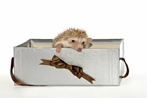 Two Four-toed Hedgehogs or African Pygmy Hedgehogs -Atelerix albiventris-, looking out of a gift box
