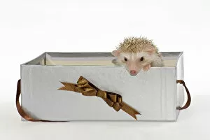 Images Dated 11th April 2009: Two Four-toed Hedgehogs or African Pygmy Hedgehogs -Atelerix albiventris-, looking out of a gift box