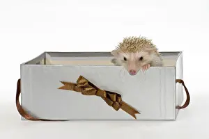 Looking Out Prints: Two Four-toed Hedgehogs or African Pygmy Hedgehogs -Atelerix albiventris