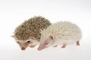 Red Eyes Prints: Two Four-toed Hedgehogs or African Pygmy Hedgehogs -Atelerix albiventris