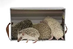 Four-toed Hedgehogs or African Pygmy Hedgehogs -Atelerix albiventris- in a box, one at the front