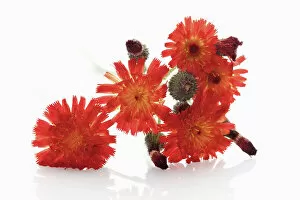 Compositae Gallery: Fox-and-cubs or Orange Hawkweed (Hieracium aurantiacum)