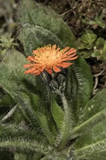 Fox-and-cubs, Orange Hawkweed, Tawny Hawkweed or Devils Paintbrush -Hieracium aurantiacum-, single flower