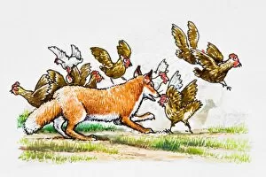 Images Dated 4th February 2008: Fox chasing hens