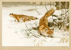 Images Dated 29th October 2018: Fox chromolithograph 1896