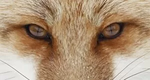 Images Dated 21st January 2016: Fox Eyes - Algonquin Park