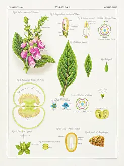 Fox glove hromolithography 1883