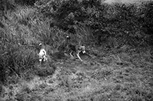 Fox Hounds