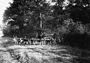 Fox Hunt