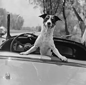 Tilt Prints: Fox Terrier in Owner's Convertible