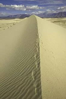 Death Valley National Park Collection: Fox tracks, Saline Valley sand dunes, CA